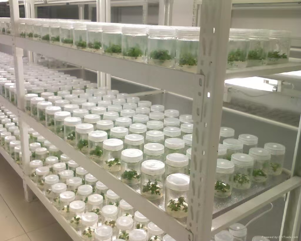 平山组培实验室应该如何布局